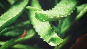 Aloe Vera Bitkisi Nedir? Nasıl Yetiştirilir?