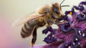 Arı Türleri Nelerdir? Arıların Özellikleri