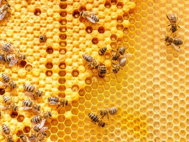 arı zehri nedir? arı zehri faydaları nelerdir?