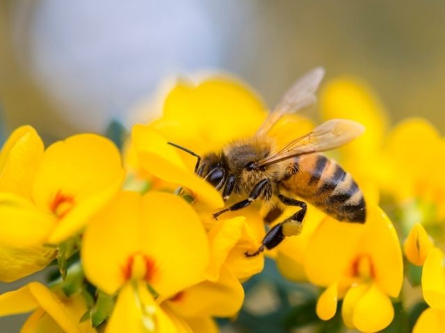 arı zehri nedir? arı zehri faydaları nelerdir?